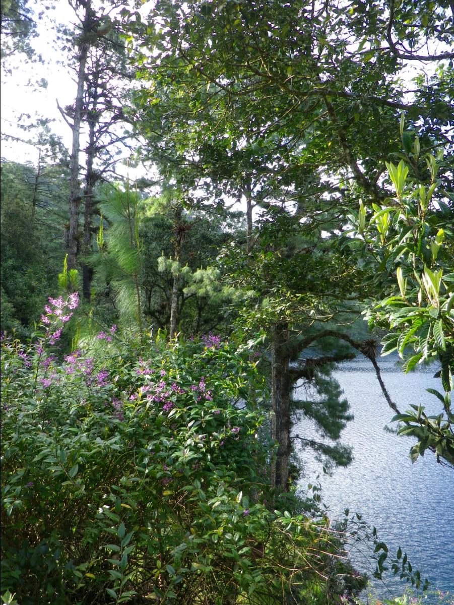 Lake Area04